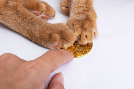 Bitcoin and the Cat's Paw on gray background close upの写真素材