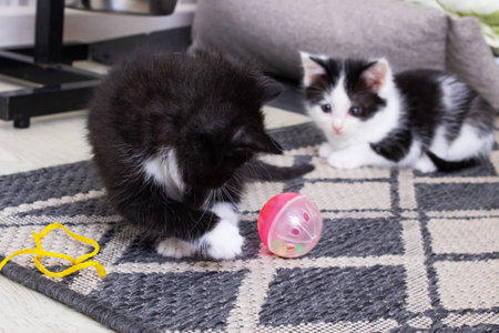Two little kittens playing on the carpet close up