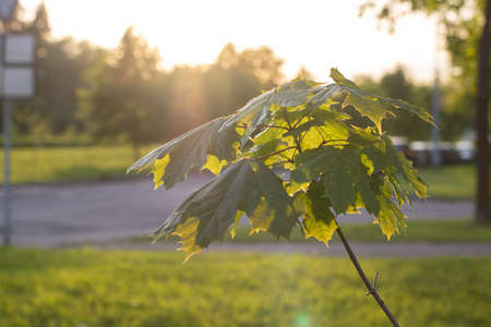 Green maple leaves in sunlight at sunset close up