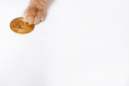 Bitcoin and the Cat's Paw on gray background copy spaceの写真素材