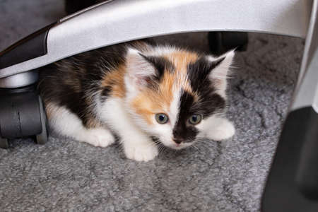 The head of a small tricolor kitten portrait close upの写真素材