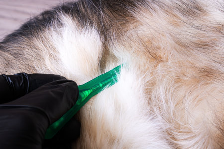 Flea drops for dogs and gloved hand close up