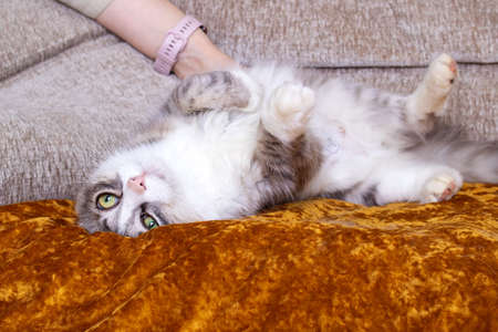 Hand petting an affectionate fluffy cat close up