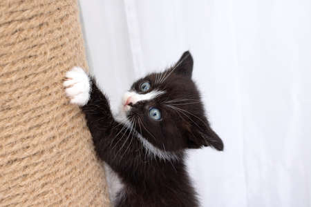 A little kitten plays with a scratching post close upの写真素材