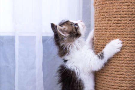 A little kitten plays with a scratching post close upの写真素材