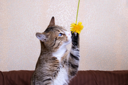 Tabby cat sniffing yellow dandelions in hand close upの写真素材