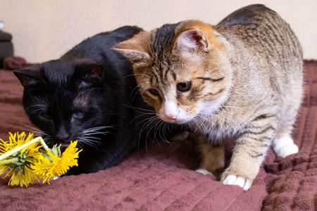 Two cats playing with a dandelion close upの写真素材