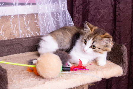 A small fluffy kitten plays with toys close upの写真素材