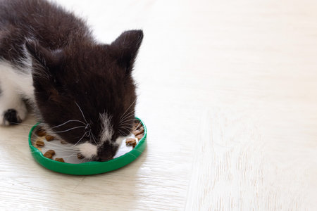 Cute little kitten eats food from a bowl close upの写真素材