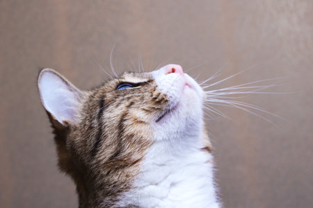 Gray tabby cat looks up, close up portrait