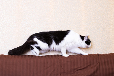 Black and white fluffy cat walks on the couch close upの写真素材