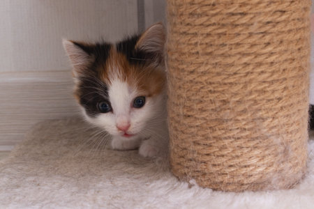 Head of small tricolor kitten portrait closeupの写真素材