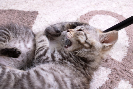 Two little little kittens playing at homeの写真素材