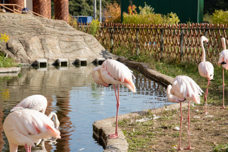 A crowd of pink flamingos on the shore close upの写真素材