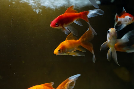a lot of goldfish swim in dark water close upの写真素材