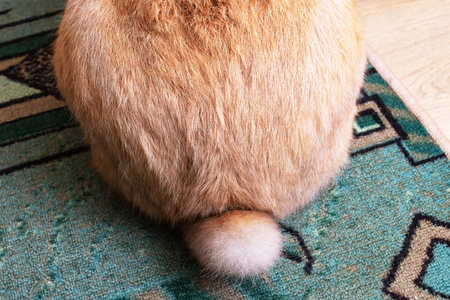Fluffy tail of a red rabbit close upの写真素材