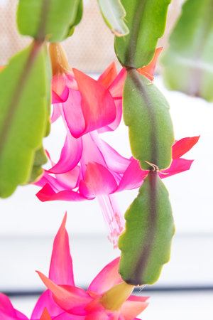 Pink Decembrist flowers among green leaves close upの写真素材