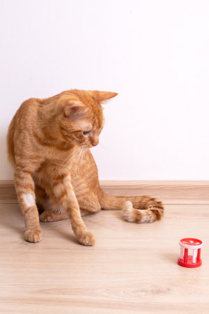 Red cat playing with a toy close upの写真素材