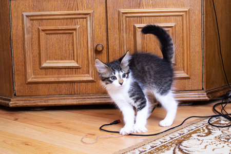 Gray kitten with a curious look close upの写真素材