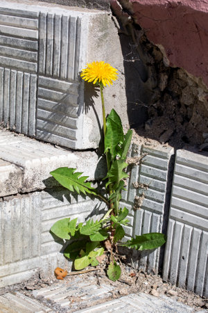 Dandelion flower with green leaves on the stairs close upの写真素材