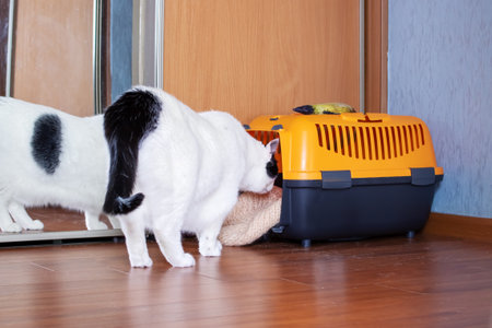 Fat white cat and orange plastic carrierの写真素材