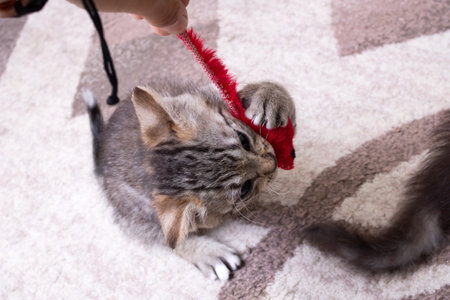 Little Grey Kitten Playing with Toy Mouseの写真素材