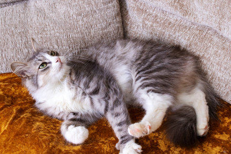 Gray fluffy cat washing its paw closeupの写真素材