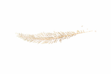Dry leaf of the plant is isolated on a white background