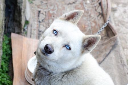 White husky dog with blue eyes portrait close up