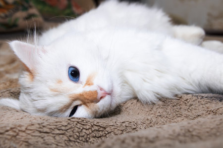 White fluffy cat with blue eyes sleeps on bed close upの写真素材