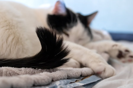 A fat white cat sleeps on a bed close upの写真素材