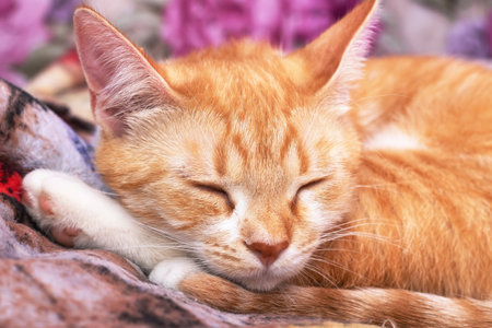 Ginger kitten sleeps curled up at home close upの写真素材
