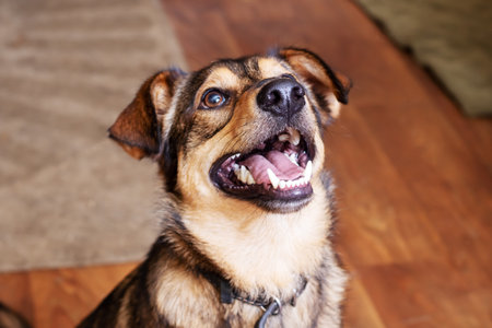 Brown dog with floppy ears close up portrait