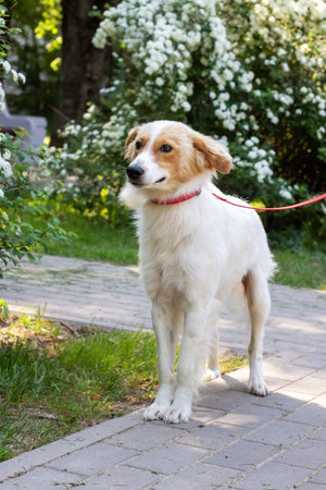White fluffy dog on a background of flowers close upの写真素材