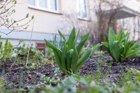 Green stems of a plant in a flower bed
