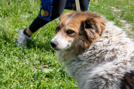 Fat shaggy dog sitting on the grassの写真素材