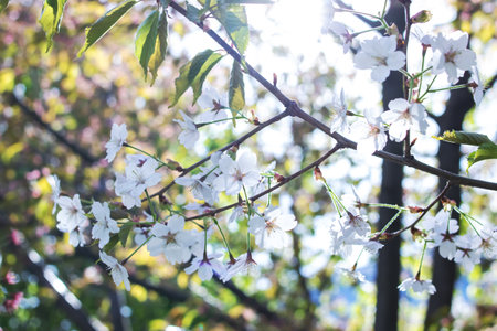 Cherry blossom petals on branches with green leaves close upの写真素材