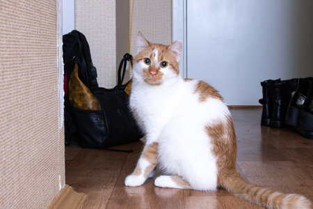 White-red cat with yellow eyes, close up portrait