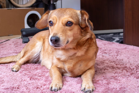 Cute red dog lying on carpet, close up portraitの写真素材