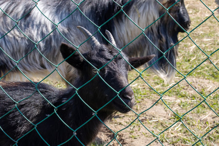 One black goat behind the fence on the farmの写真素材