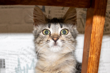 One small tabby gray kitten, close-up portraitの写真素材