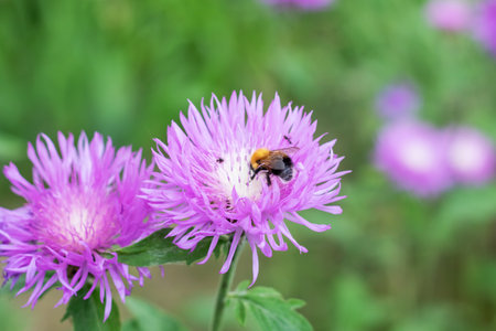 One bumblebee on a purple flower closeup