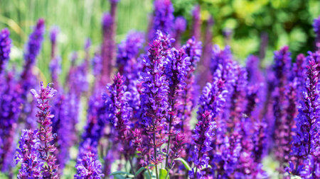 Long purple flowers in sunlight close up, natural backgroundの写真素材