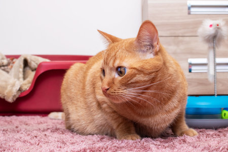 Ginger cat on carpet at home portrait close up