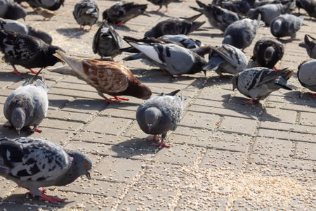 Pigeons eating grain on the sidewalk close up