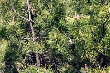 Small cones on a pine branch closeup