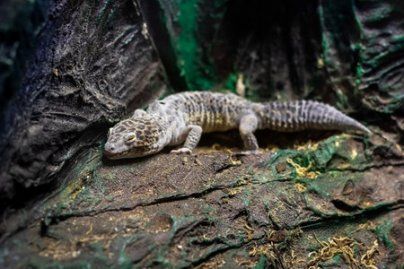 Iguana on a grey stone close up