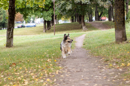 Joyful dog running through autumn park closeupの写真素材