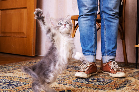 Small fluffy kitten with a curious look close upの写真素材