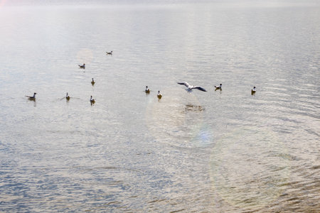 Seagulls on the surface of the water close upの写真素材